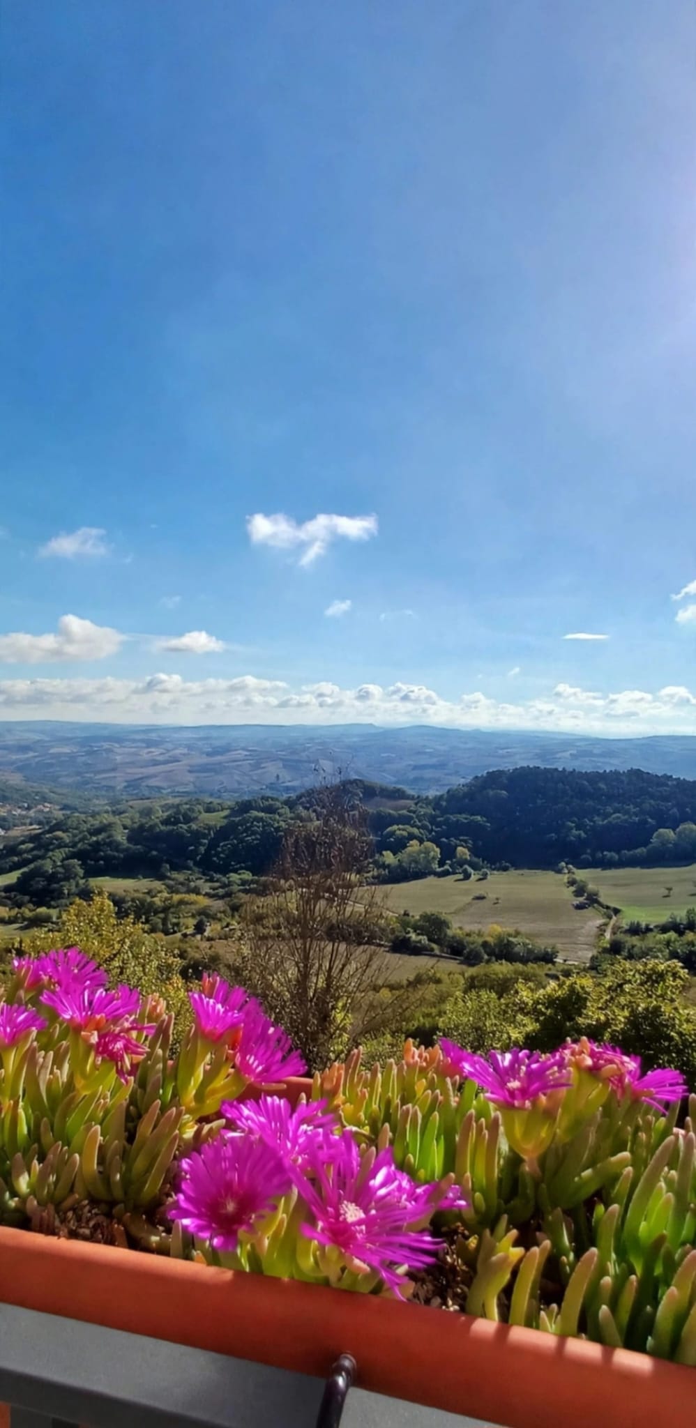 Fiori rosa in primo piano e le colline intorno a Trevico